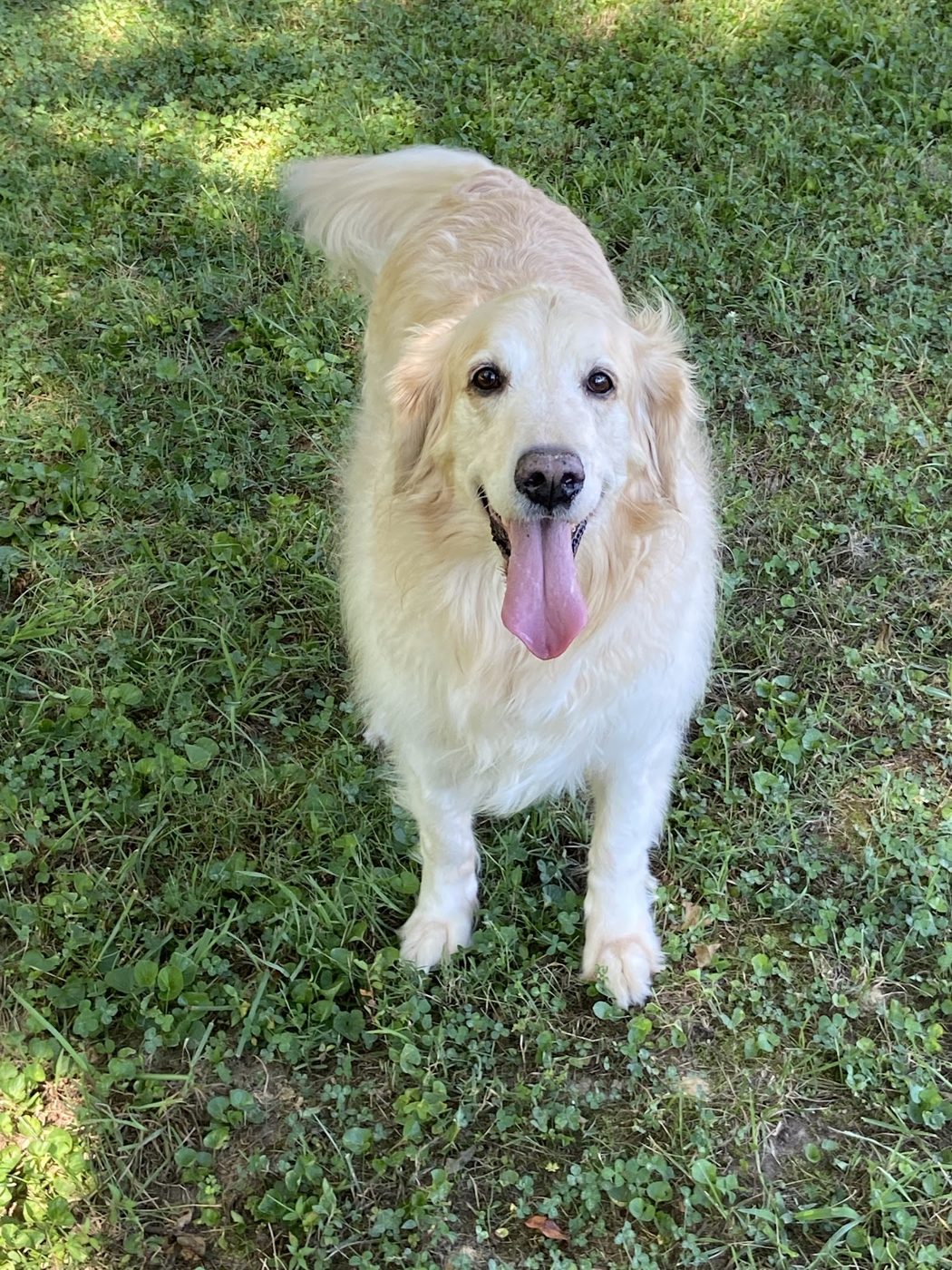 Happy golden retriever on the grass