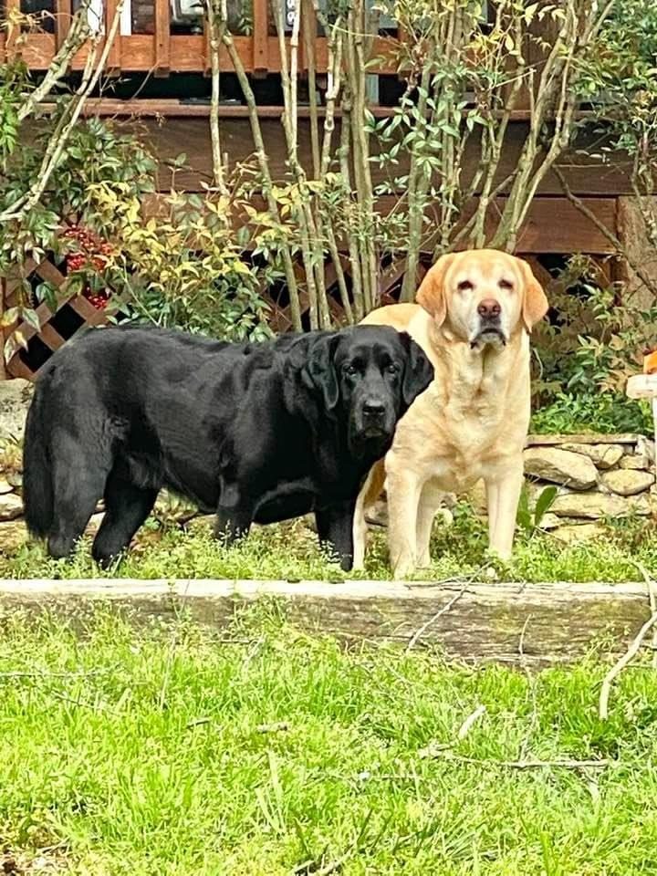 Black and yellow Labs in the yard