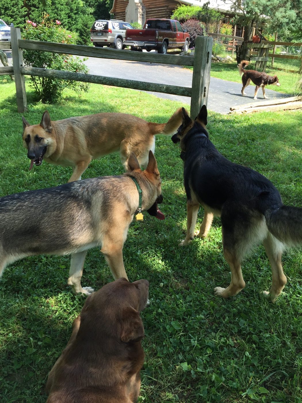 Group of dogs in the play yard