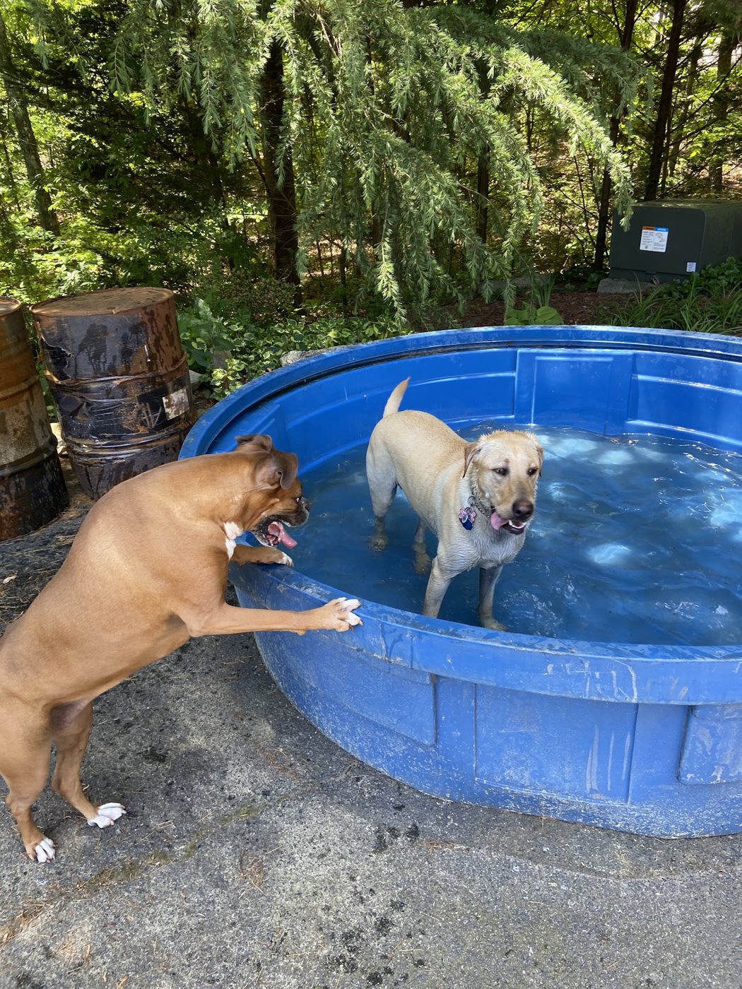 Dogs cooling off at the splash pool