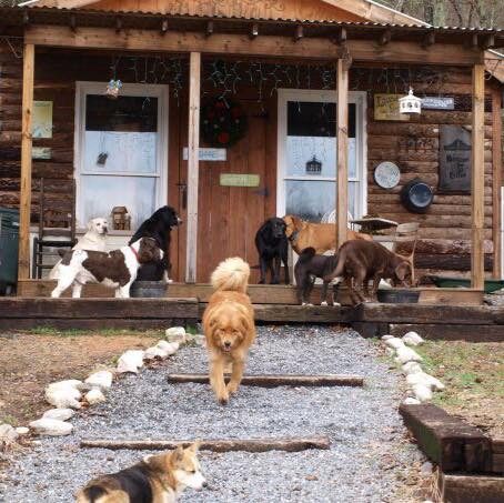Dogs on the Hidden Acres Farms kennel porch