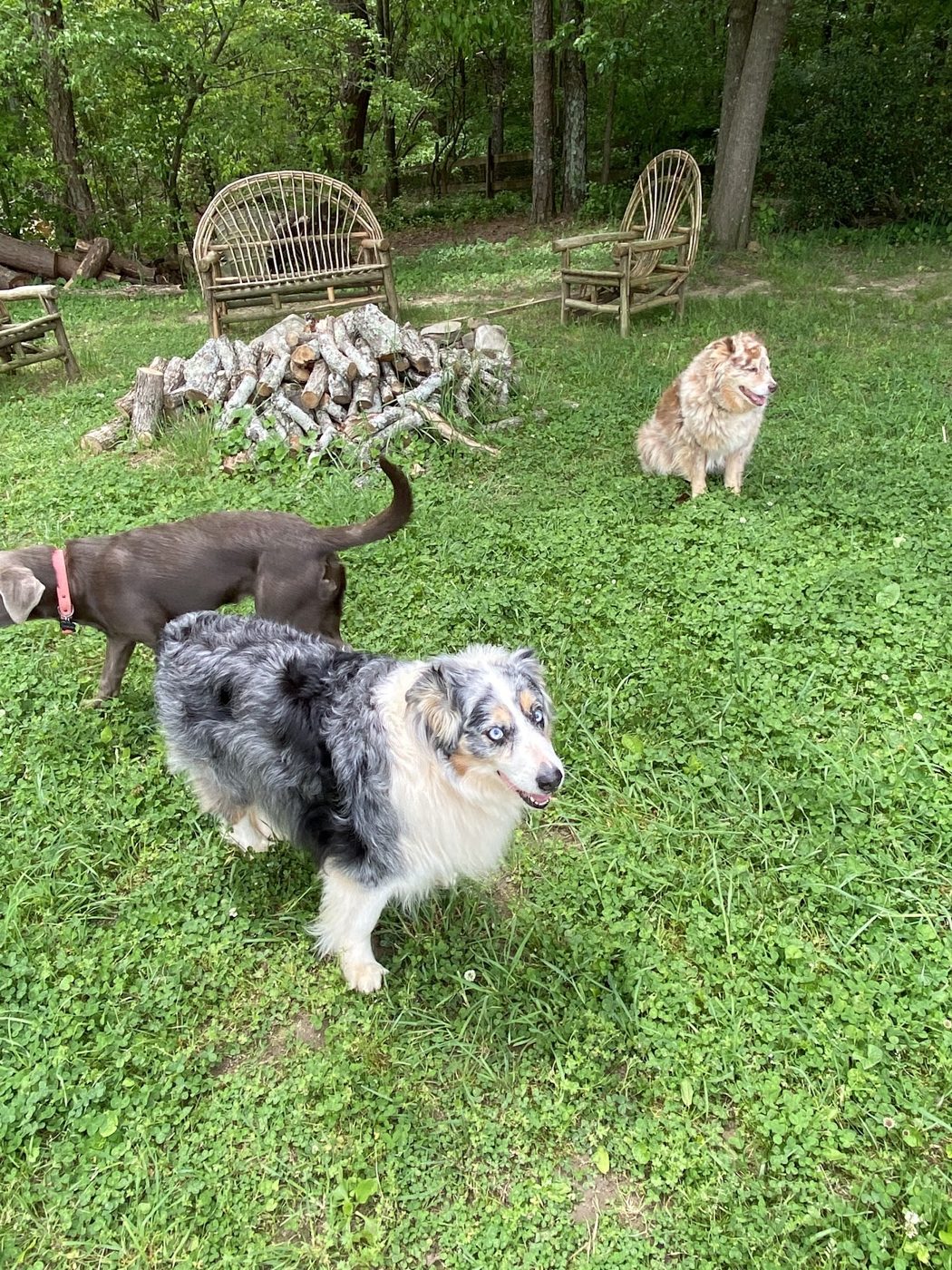 Dogs playing together in the shaded yard